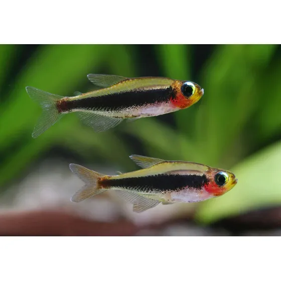 Peixe Tetra Tucano 1 Cm Pact Com 5