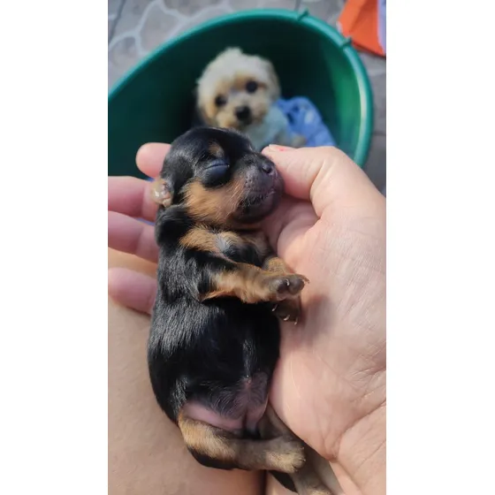 Filhotes De Yorkshire Procuram Um Novo Lar Cheio De Amor!