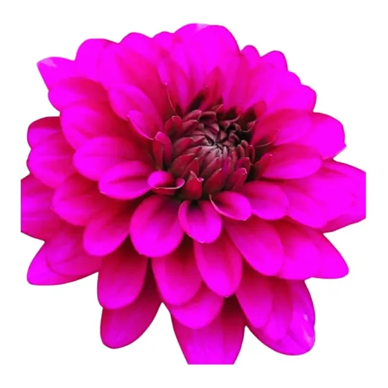 Bulbo De Flores Dalia Babylon Pink - Gigante - 01 Unidade