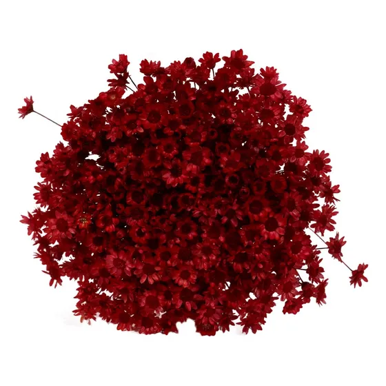 600 Sempre Viva Florzinha Vermelho I Flores Desidratadas