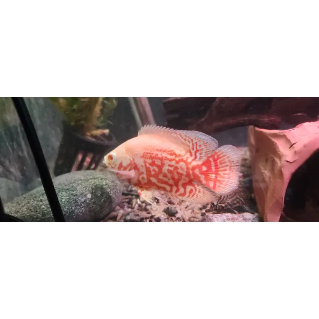 Pez Oscar Astronotus Nemo Albino Importado Rojo