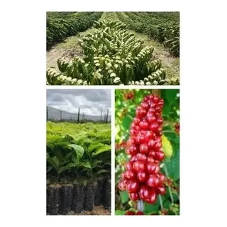 Muda De Café Conilon - Kit 5 Mudas Clonadas - Envio Imediato