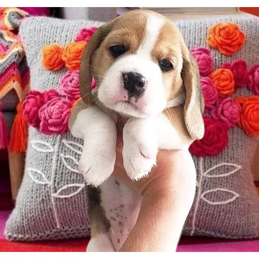 Beagle Cachorros Lo Mejor!!! Pedigree F.c.a Hembri/machitos