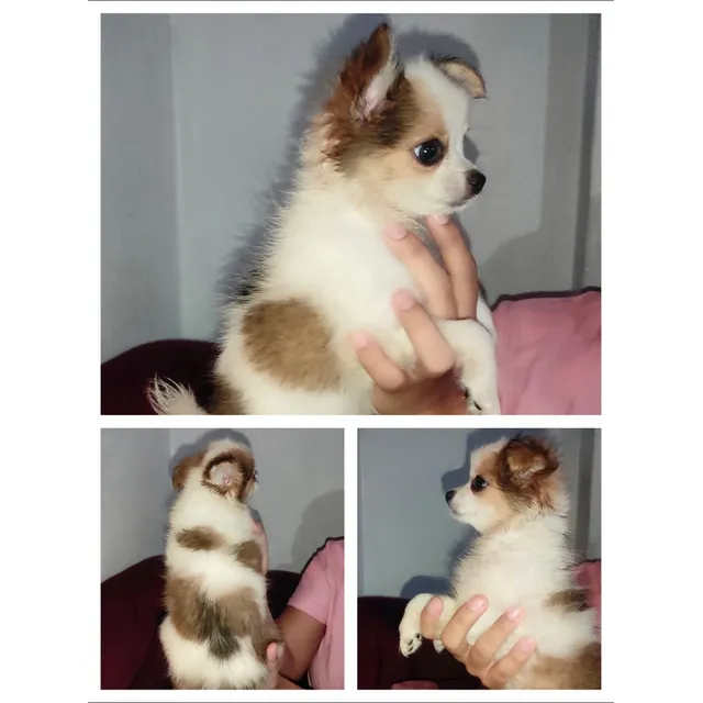 Chihuahua Hembra Pelo Largo