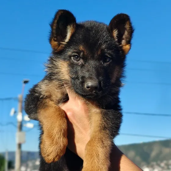 Cachorros Ovejeros Alemanes Con Pedigree Poa Córdoba!