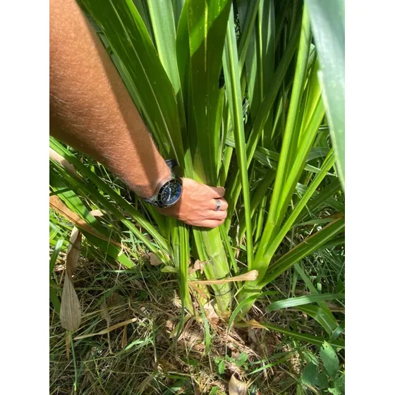 Semilla Clon 51 Pasto De Corte Envio Gratis!