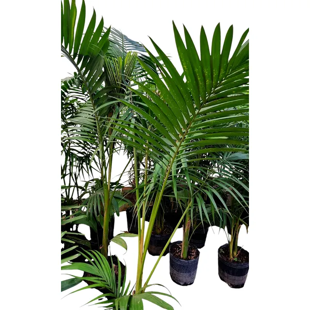Palmera Real Australiana/ Seafortia.- Mac X 15 Lts.