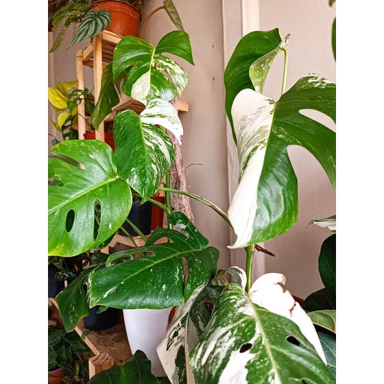 Monstera Variegada