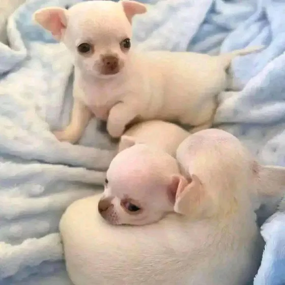 Cachorros Chihuahua Vacunados Y Desparacitados