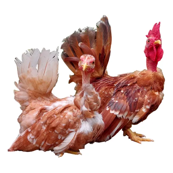 Ovos Férteis Garnize Polacos E Suros.