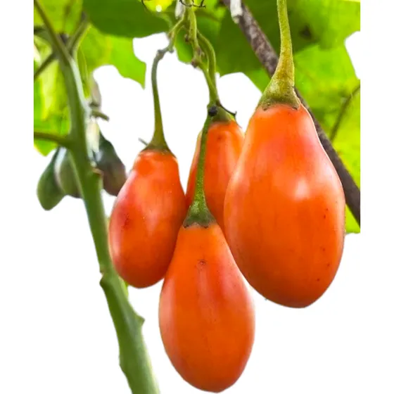 Tomate De Árbol- Sabor Único - Belleza Exótica