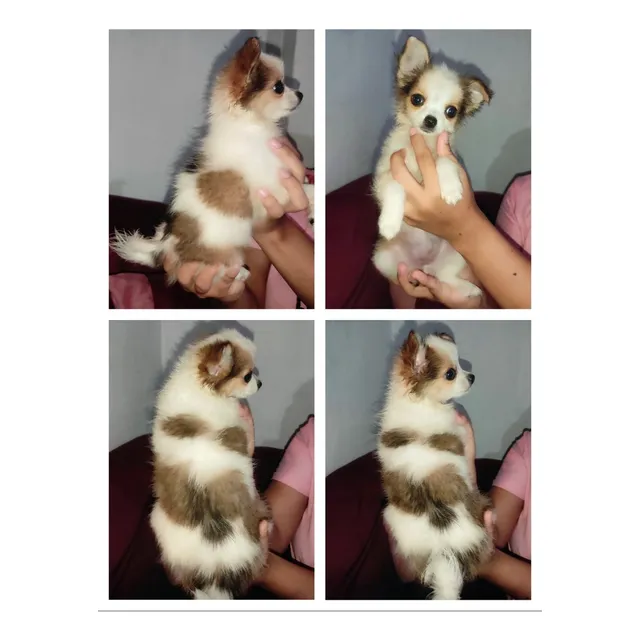 Cachorra Chihuahua De Pelo Largo