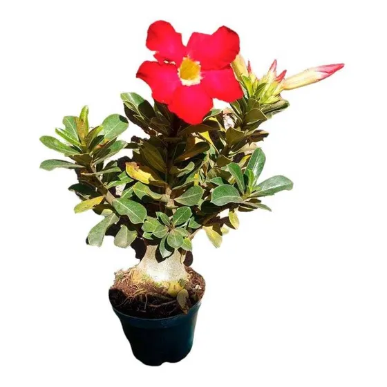 Bonsai Rosa Do Deserto 5 Anos Já Fertilizada , Fotos Reais .
