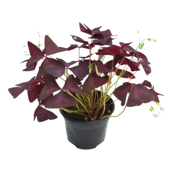 Paq. 4 Oxalis Triangularis Trebol De La Suerte Morado