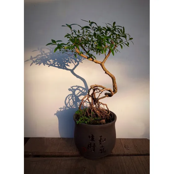 Bonsai Natural Árbol De Las Mil Estrellas Bnsj08