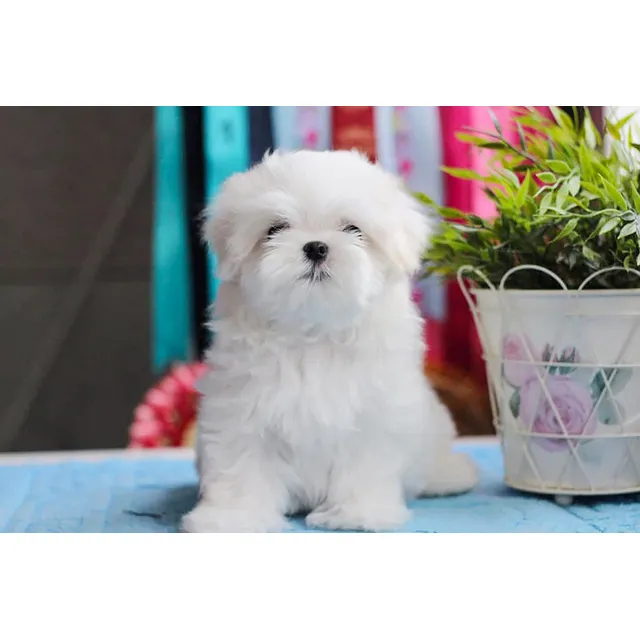 Cachorros Bichon Maltes Raza Pequeña - Entrega A Domicilio