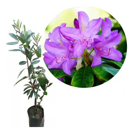 Muda De Azaleia Flor Roxa 1 Unidade Cerca Viva Arbusto Vaso
