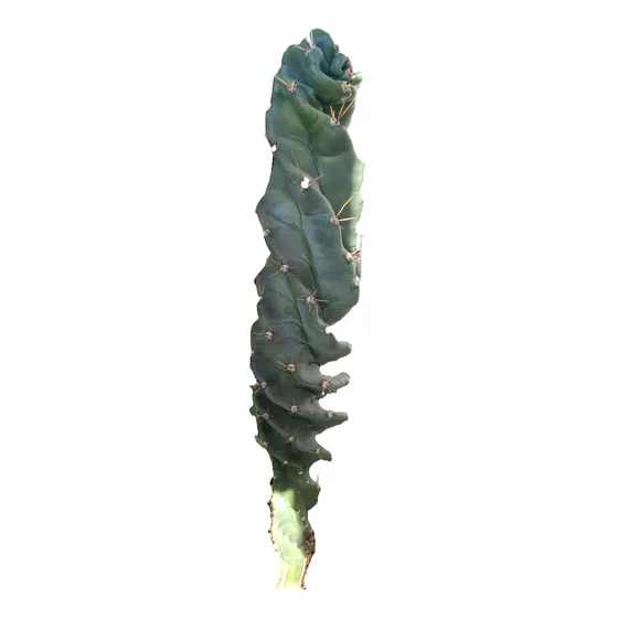 Cactus Espiral Grande.