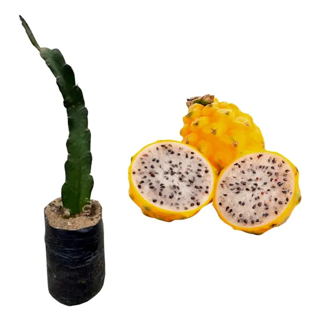 Planta Pulpa De Pitahaya Congelada