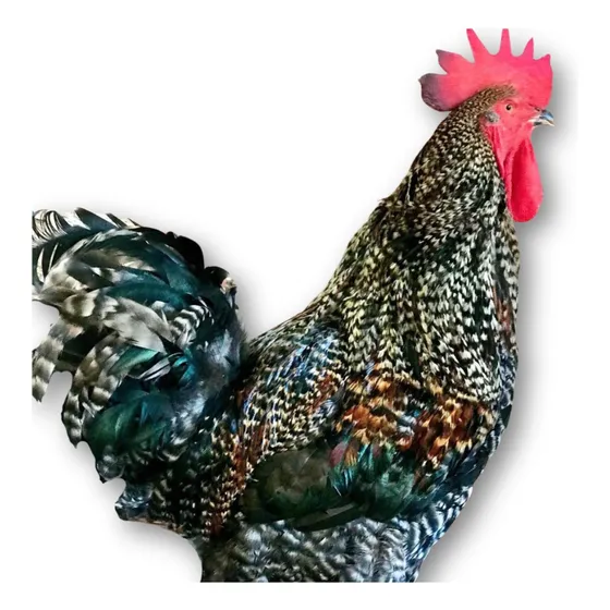 Ovos Galados De Carijo Gigante Para Chocar