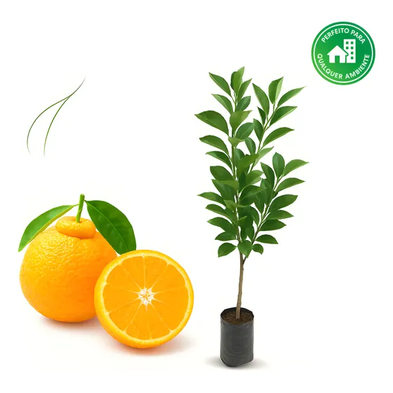 2 Mudas Tangerina Dekopon 70cm Frutífera Citrus