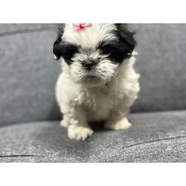 Cachorros Shitzu Hembra Y Macho 