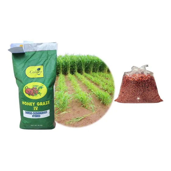 Semilla Sorgo Forrajero Honey Grass Importado Dulce 10kg