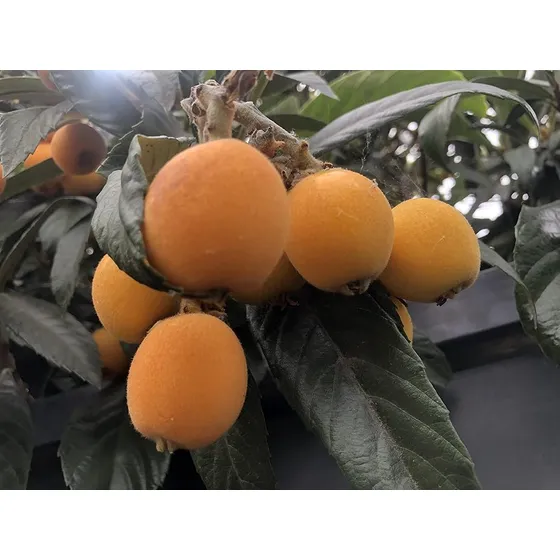2 Paquetes De Semillas De Fruta De Nispero Eriobotrya Japoni