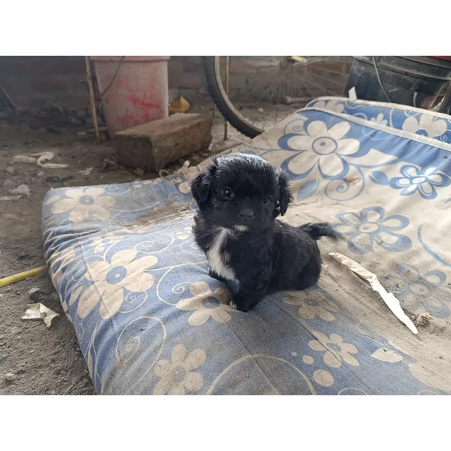 Perritos Pequineses