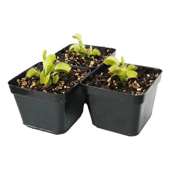 Planta Carnívora Venus Atrapamoscas Dionaea Muscipula B52