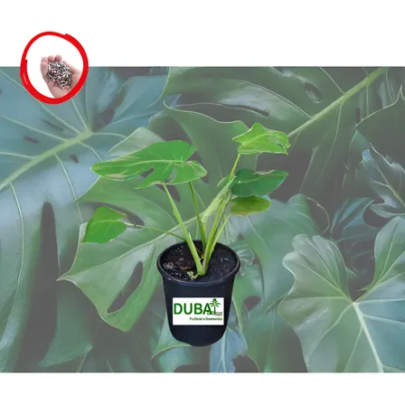 Muda De Costela De Adão Monstera Ornamental Cresce Rapido Verde