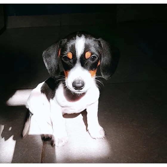 Cachorro Salchicha Dachshund Mini.