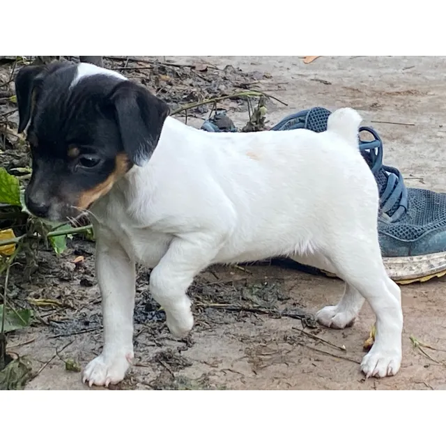 Terrier Chileno, Inscritos.