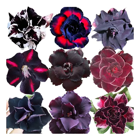 Rosa Do Deserto De Sementes, Kit Com Negras ( 45 Sementes )