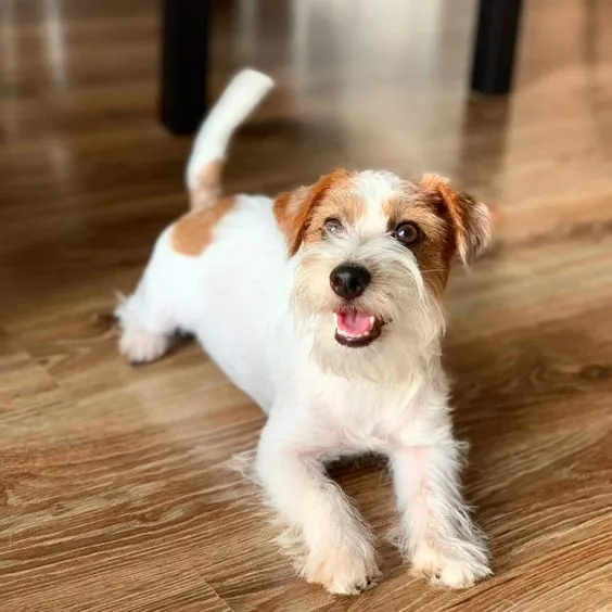 Cachorro Jack Russell Pelo De Alambre Con Pedigree Medellín
