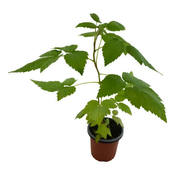3 Frambuesas Roja (planta) Variedad Exportación