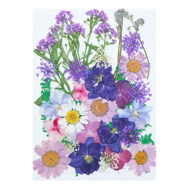 Zc Conjunto De Auténticas Flores Y Hojas Prensadas Naturales