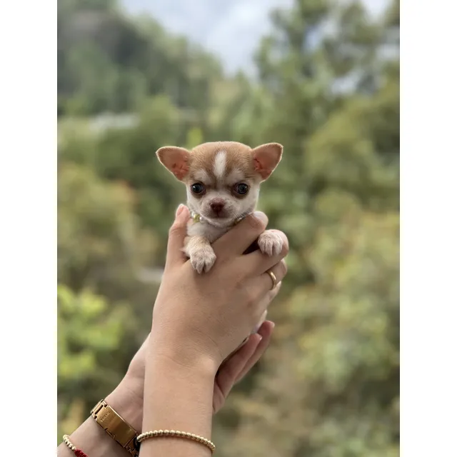 Chihuahua Husky Hembra Mini