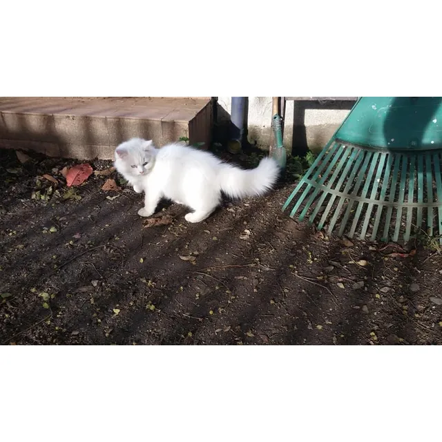 Angora-blancos Y Otros