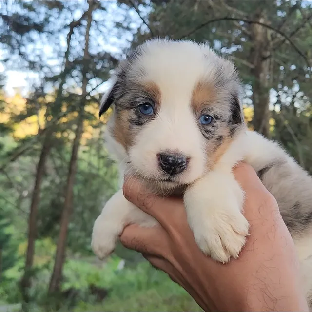 Border Collie Blue Merle Tricolor Hembra Bogotá