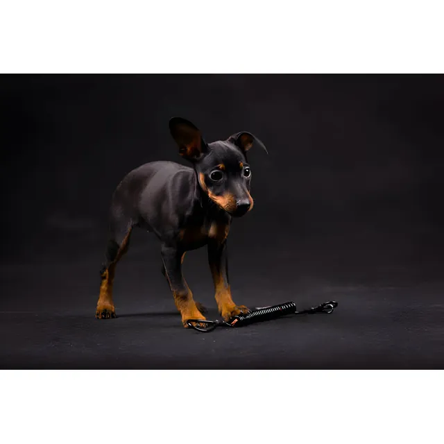 Perros Pinscher Miniatura Cachorros Bogotá Medellín Cali