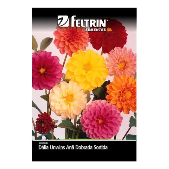 Sementes De Dalia Wins Anã Dobrada Sortida Env C/ 500mg