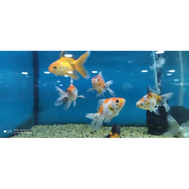 Peces Goldfish Bailarinas, 5 Cm.