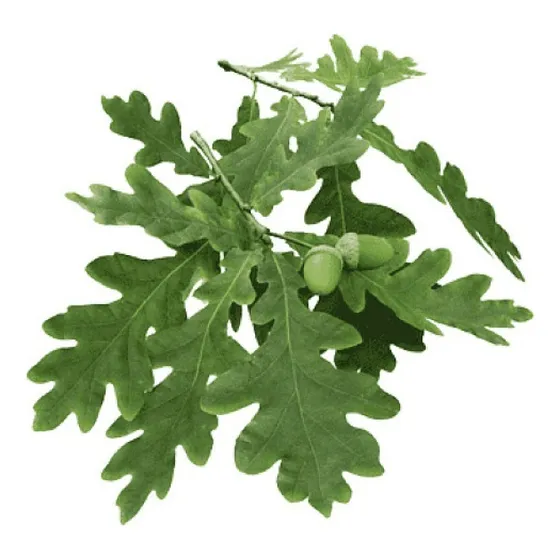 Roble Europeo - Quercus Robur 80cm A 1 Mt.