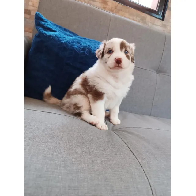 Cachorro Border Collie Choco Merle Animal Pets Colombia 