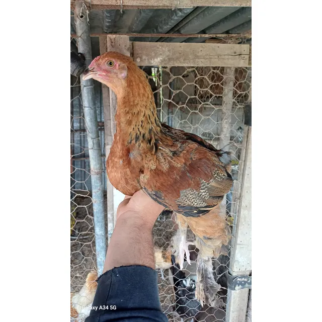 Pollos Macho Raza Brahma