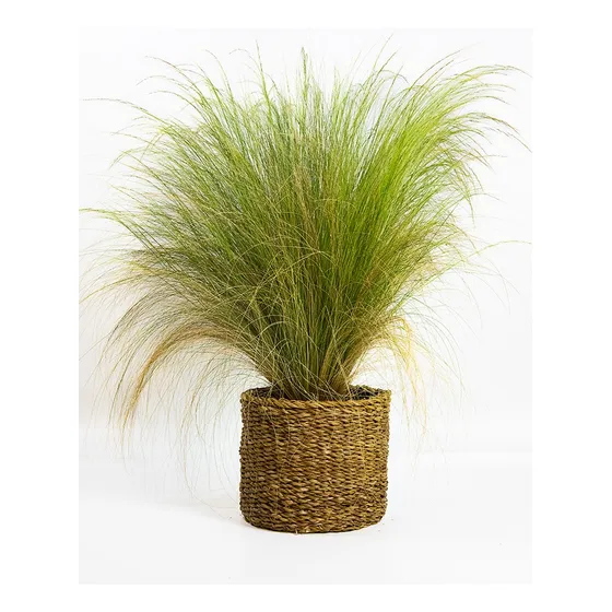 Stipa Tenuissima 3lts Graminea Cantero Paisajismo Bordes 