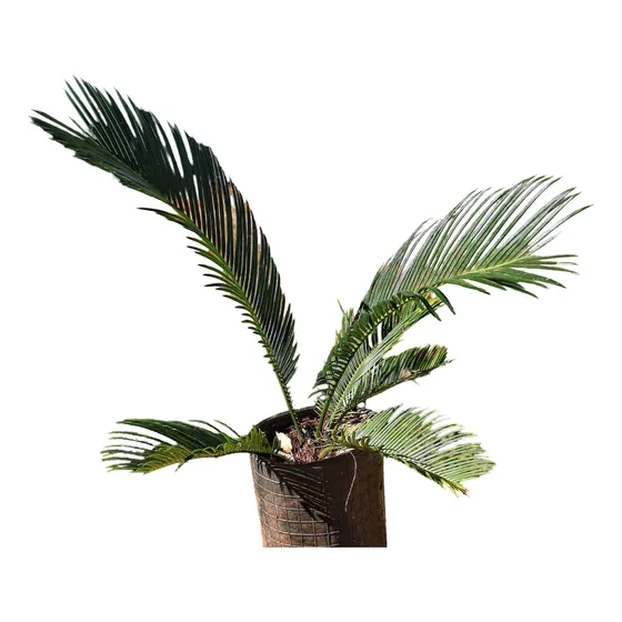 Palmera Cica 2 Años En Maceta 60 Cm, Desarrollada Envio