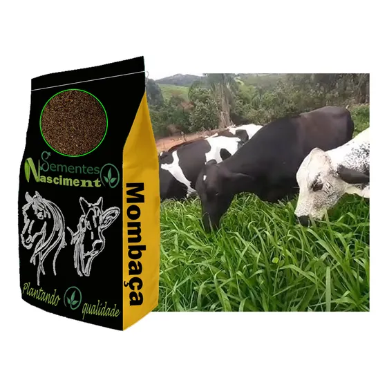 5kg Sementes De Capim Mombaça Para Formar Pastagem