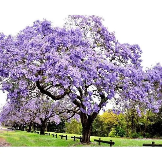 Venta Semillas Paulownia Tormentosa